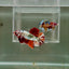 [Rare] Giant Nemo Copper Multicolor S50 Plakat - Male Betta
