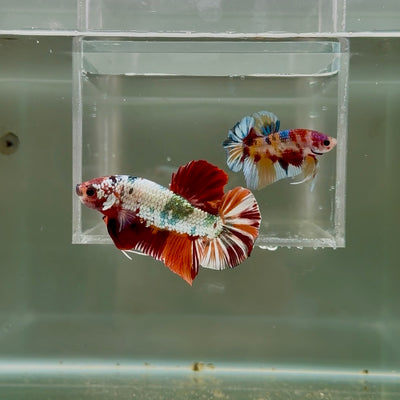[Rare] Giant Nemo Copper Multicolor S50 Plakat - Male Betta