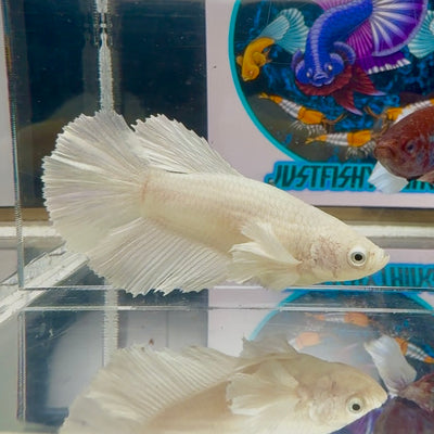 Dumbo White Halfmoon - Female betta M22