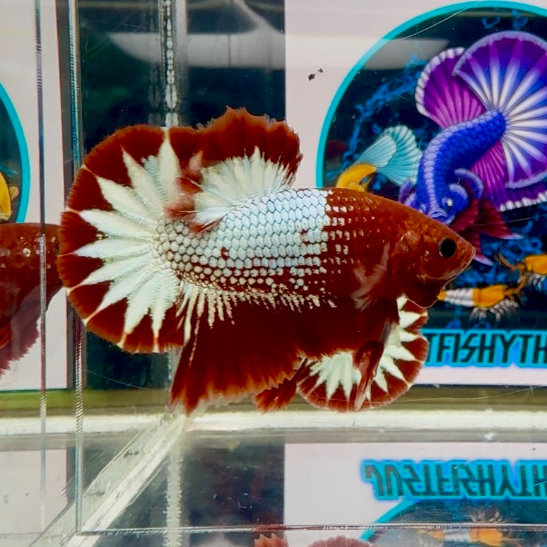 Red Fancy Copper Star tail - Male Betta M15
