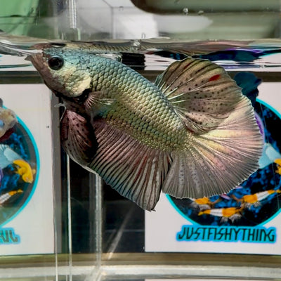 Super Copper Plakat - Male Betta M01