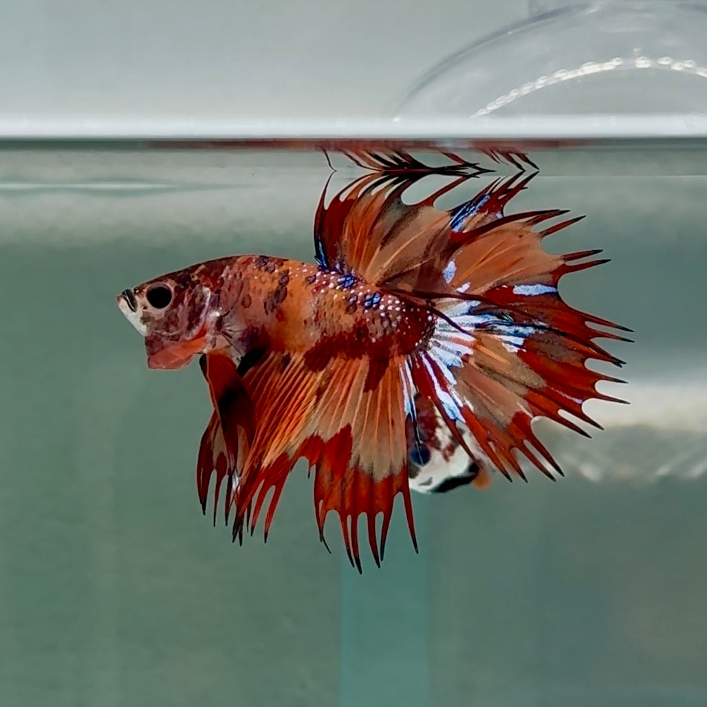 Crowtail Koi Multicolor Male Betta #Au15