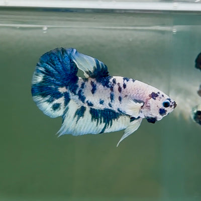 Plakat Marble Dot Male Betta #Au44
