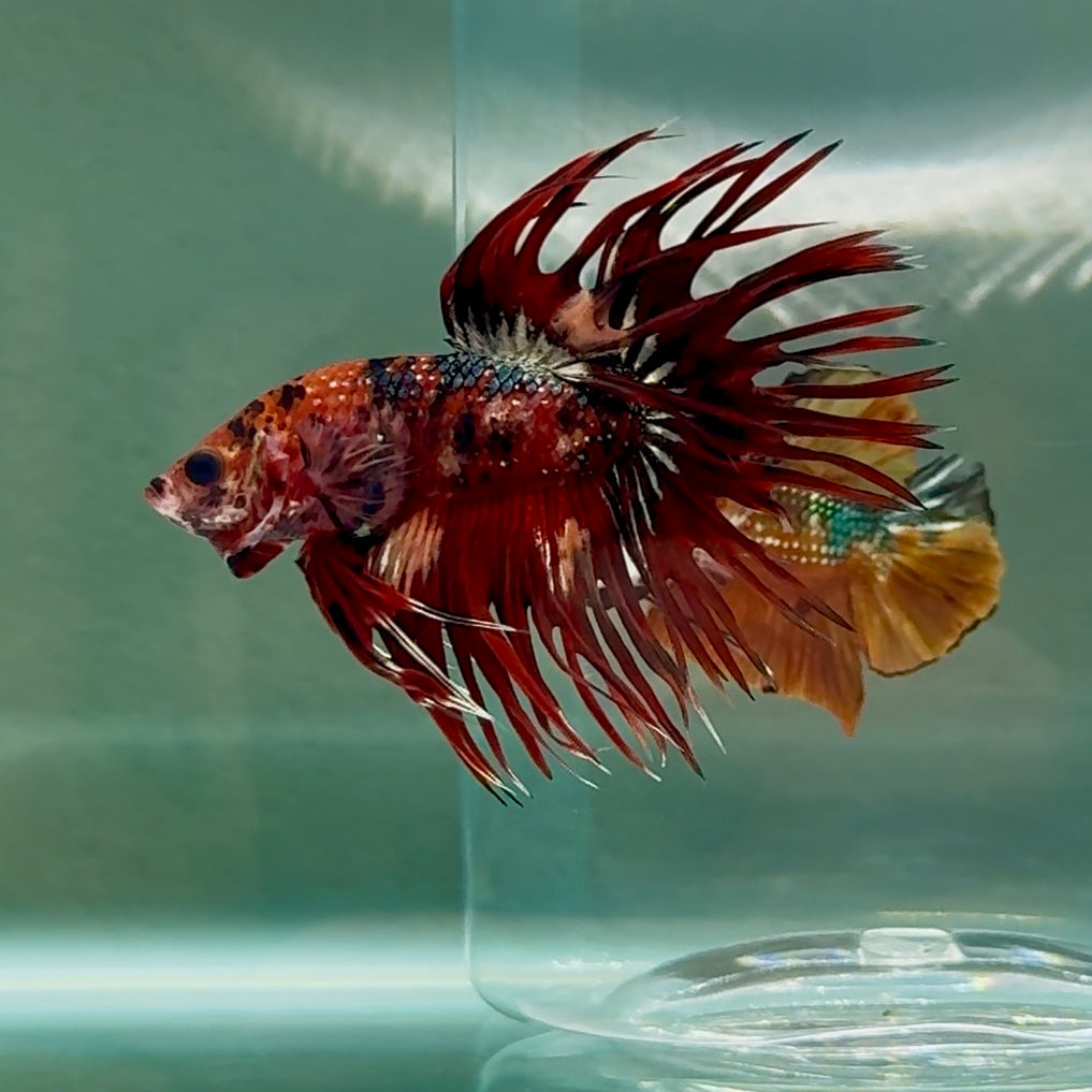 Crowtail Koi Multicolor Male Betta #Au14