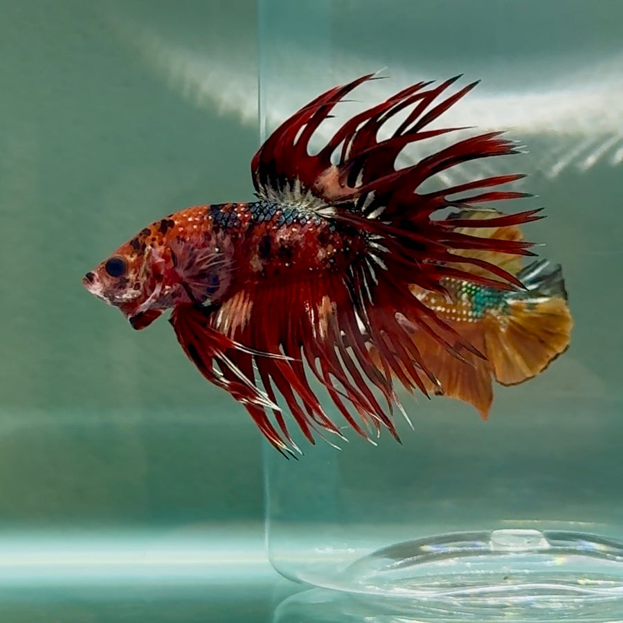 Crowtail Koi Multicolor Male Betta #Au14