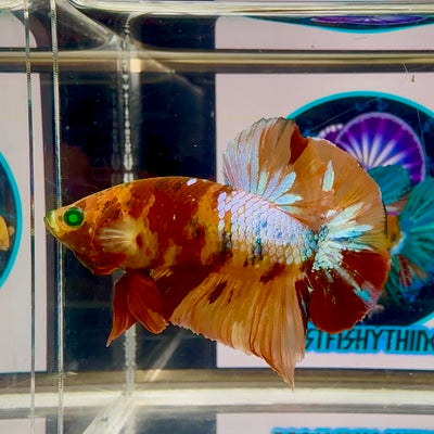 Nemo Classic green eye- Male Betta M57