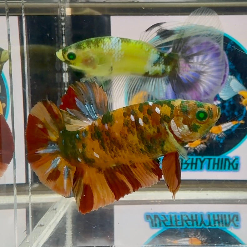 Nemo Classic green eye- Male Betta M30