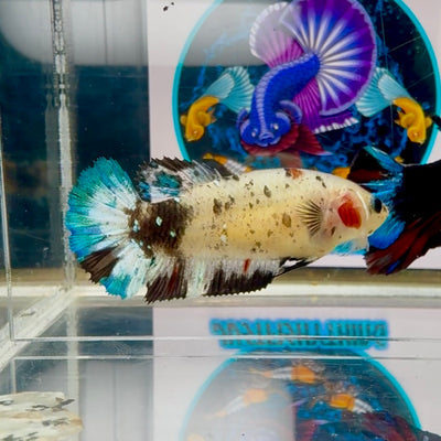 Blackblue Pepper Dot Plakat - Female betta M34