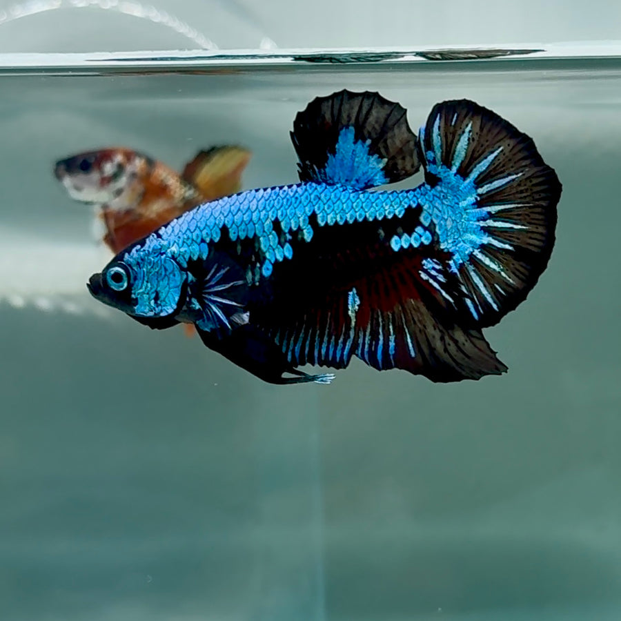 Plakat Blue Samurai Male Betta #Au20