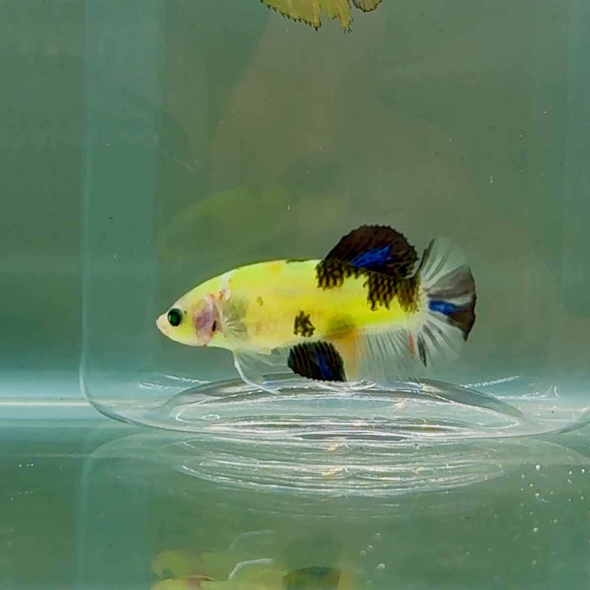 Plakat Koi Green Eye Female Betta #Oc57