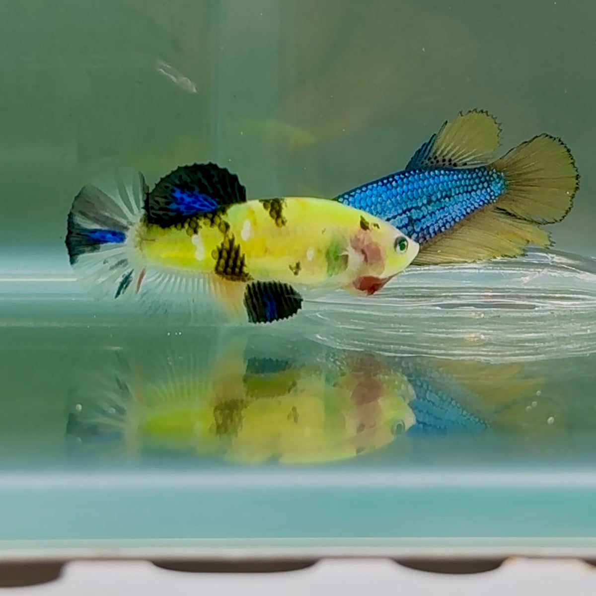 Plakat Koi Green Eye Female Betta #Oc57