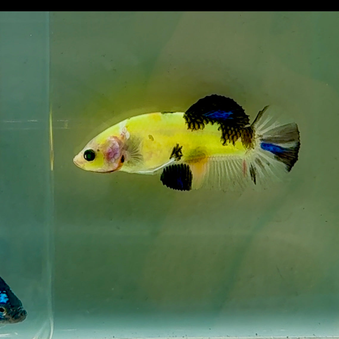 Plakat Koi Green Eye Female Betta #Oc57