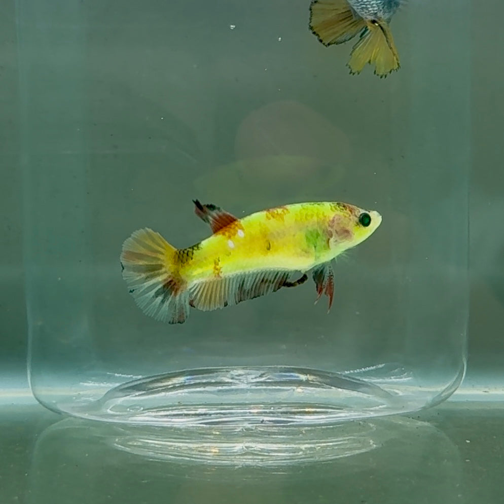 Plakat Koi Green Eye Female Betta #Oc56
