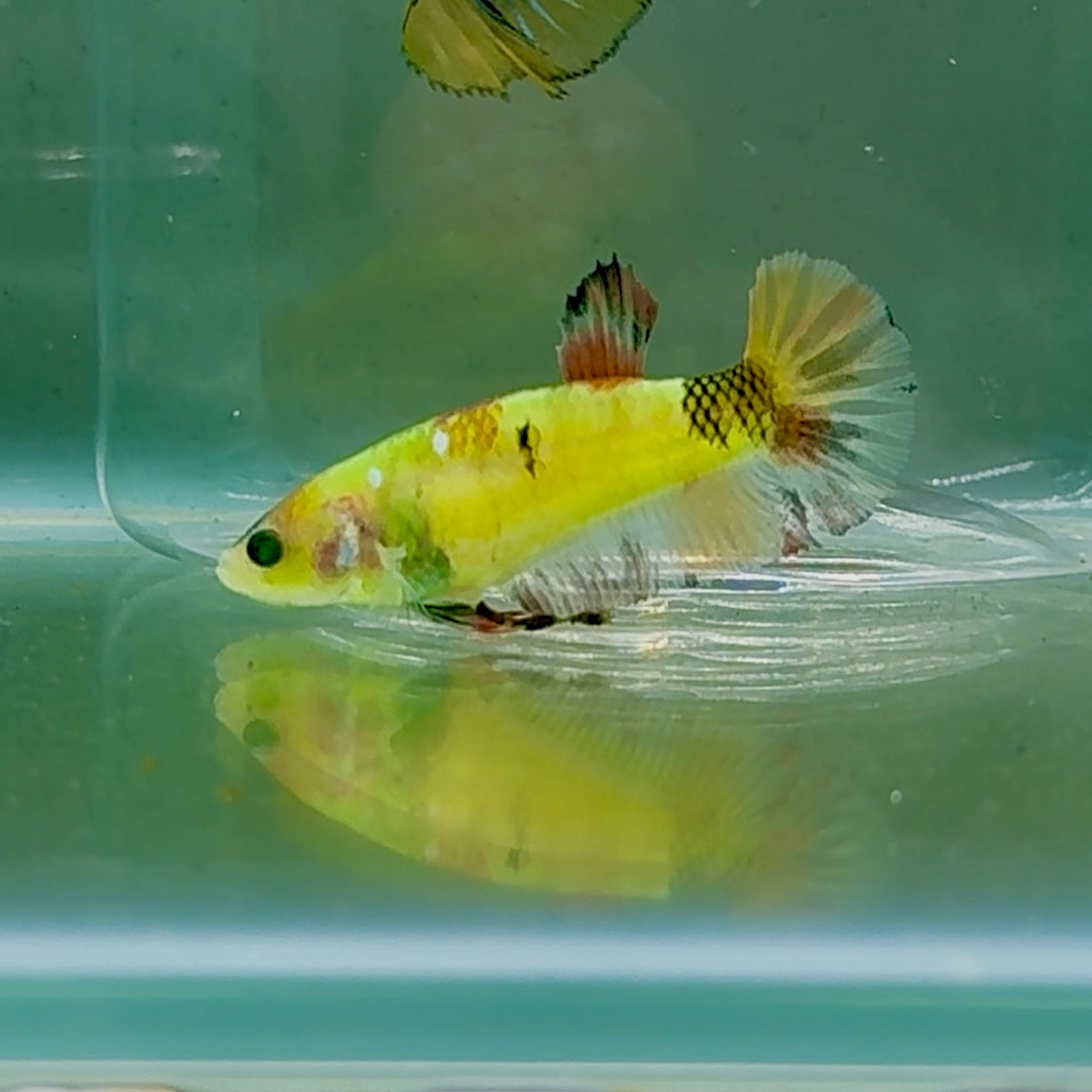 Plakat Koi Green Eye Female Betta #Oc56