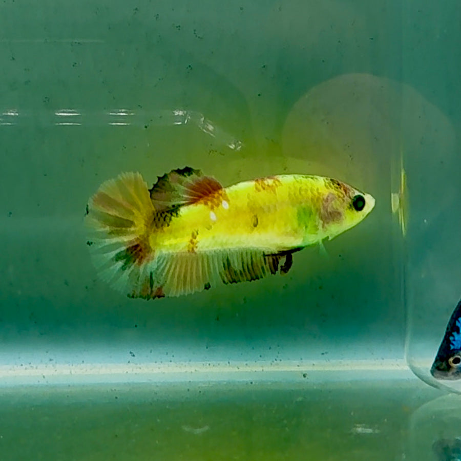 Plakat Koi Green Eye Female Betta #Oc56