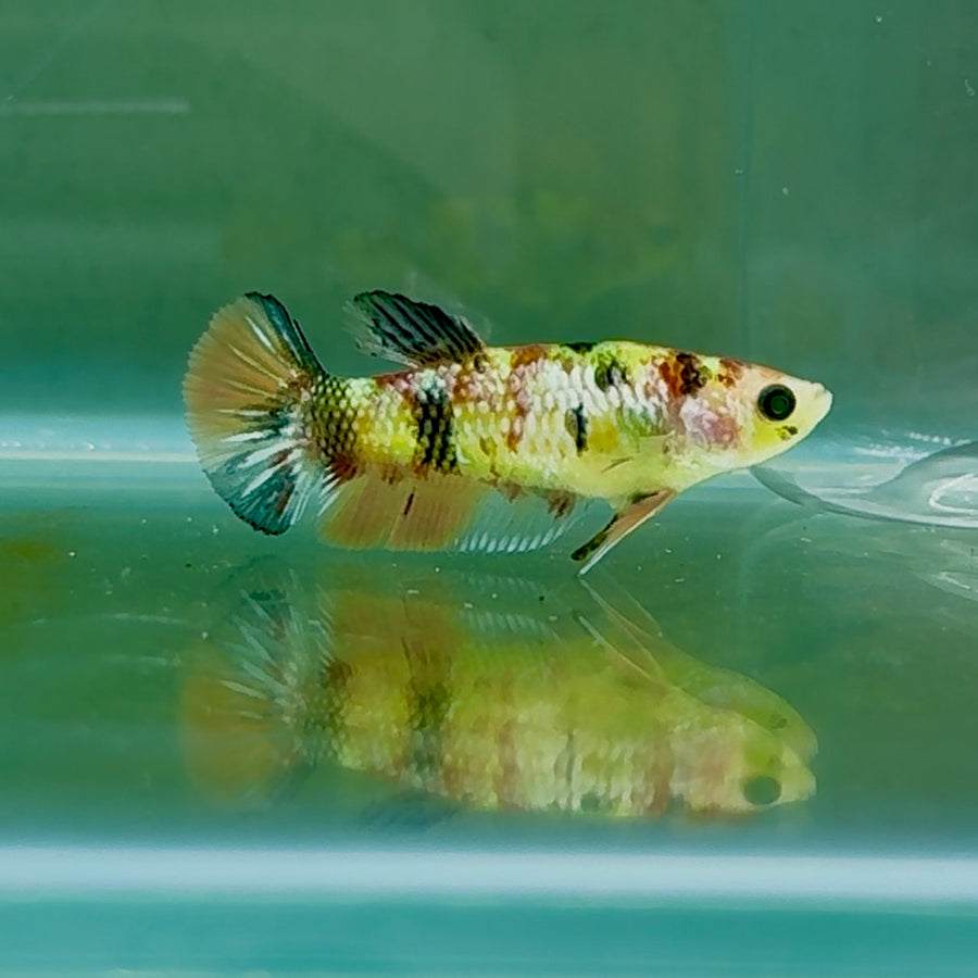Plakat Koi Green Eye Metallic Female Betta #Oc55