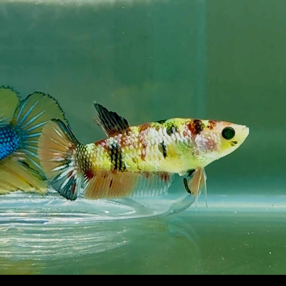 Plakat Koi Green Eye Metallic Female Betta #Oc55