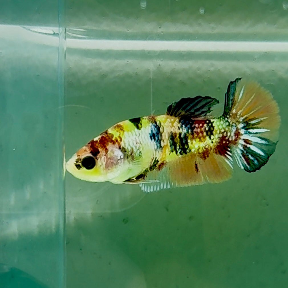 Plakat Koi Green Eye Metallic Female Betta #Oc55