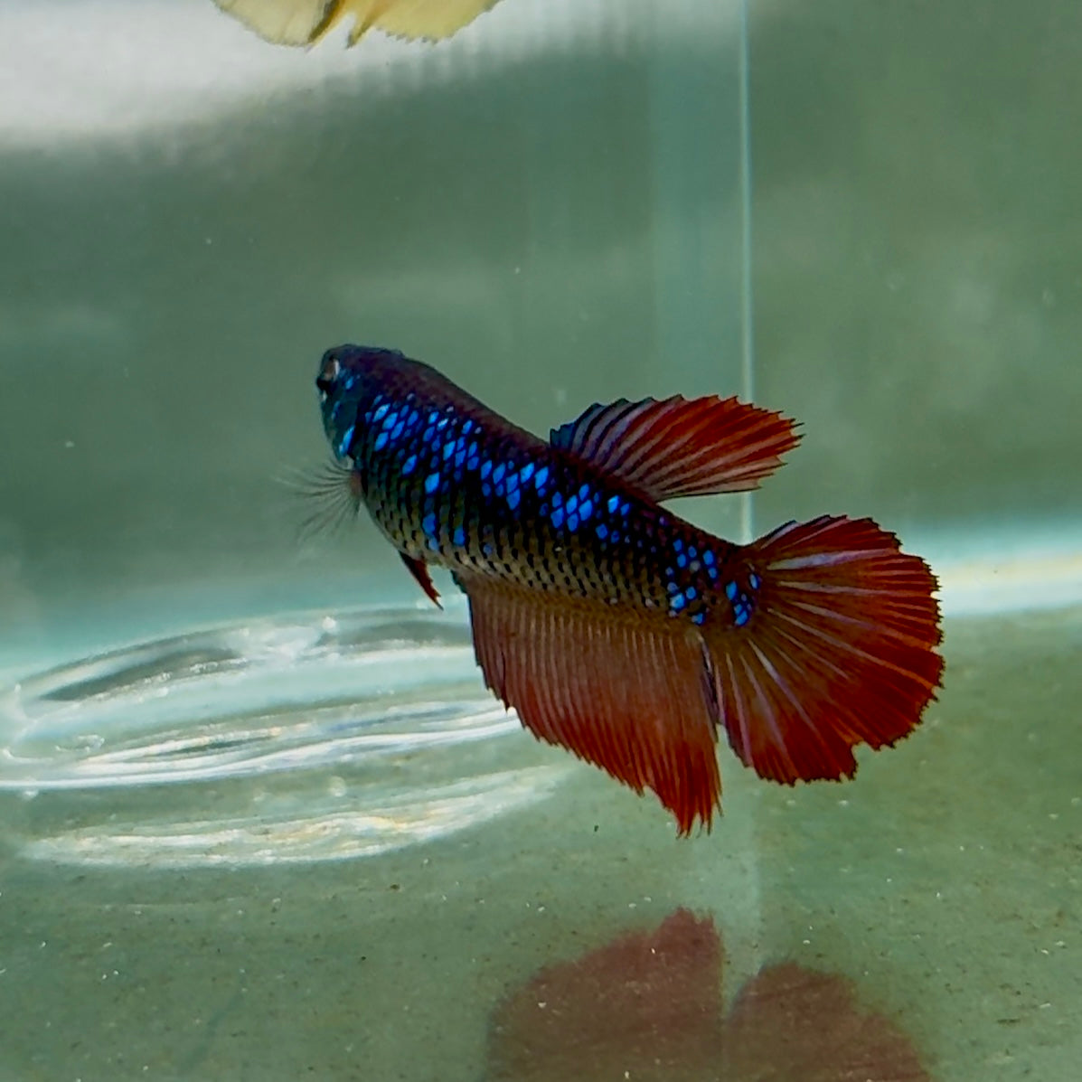 Halfmoon Avatar Female Betta #Oc43