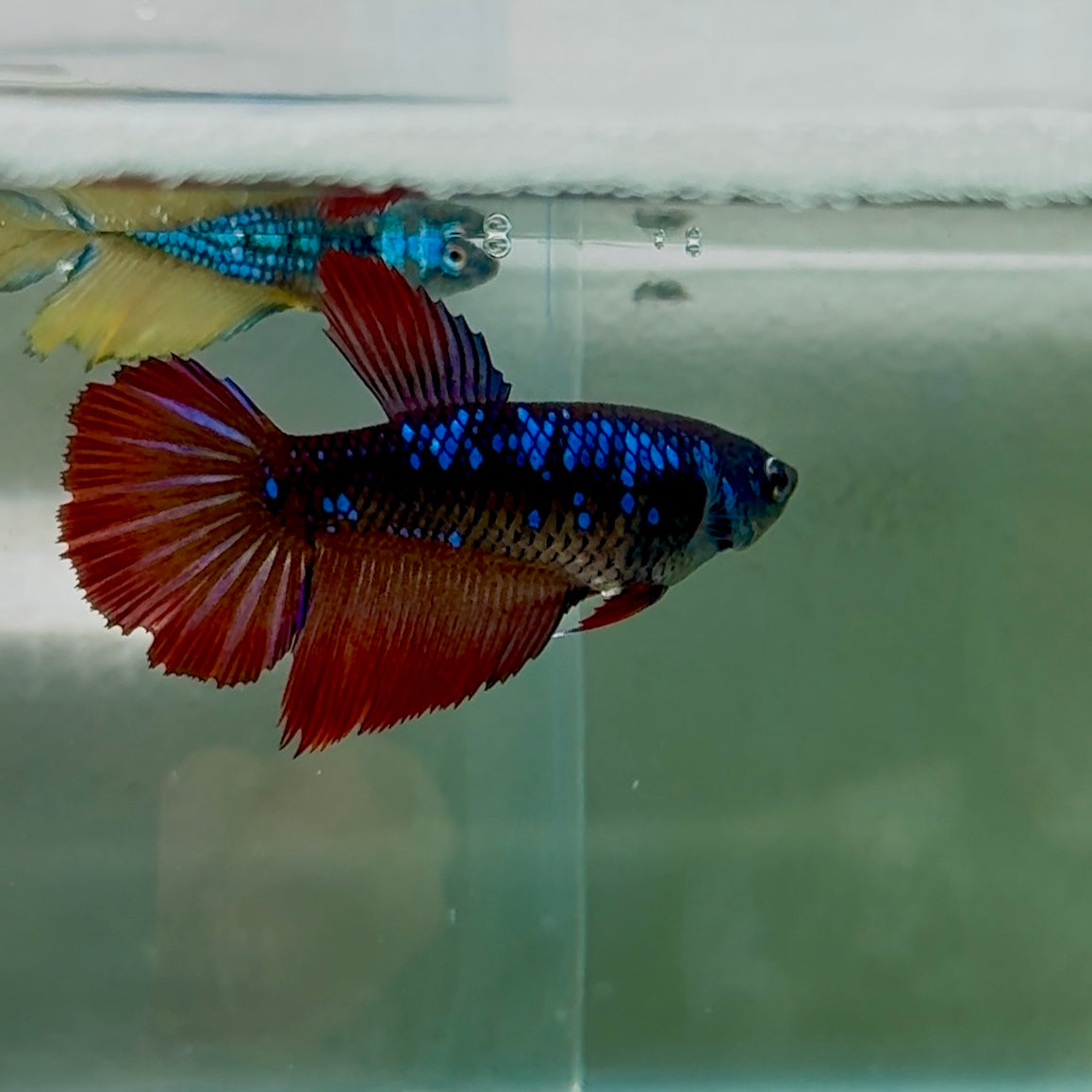 Halfmoon Avatar Female Betta #Oc43