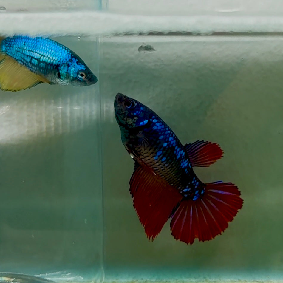 Halfmoon Avatar Female Betta #Oc43