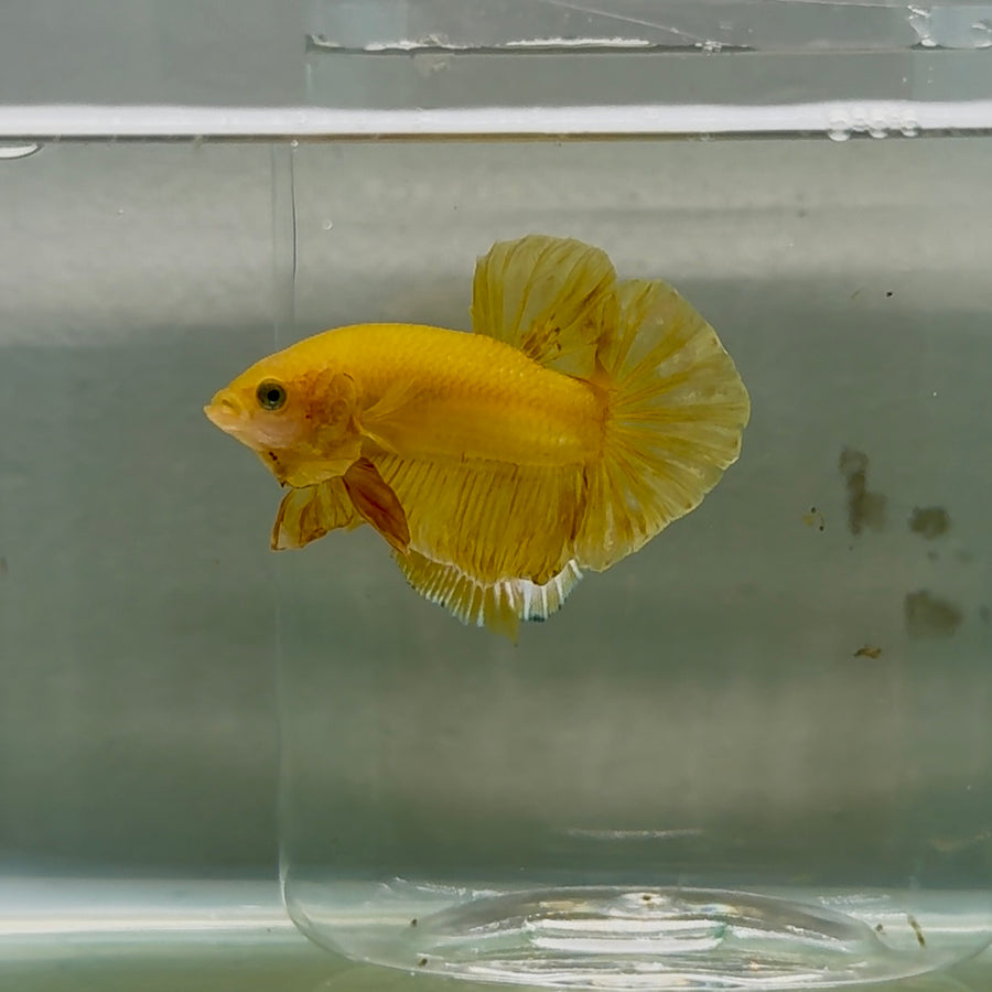 Plakat Super Yellow Male Betta #Oc25