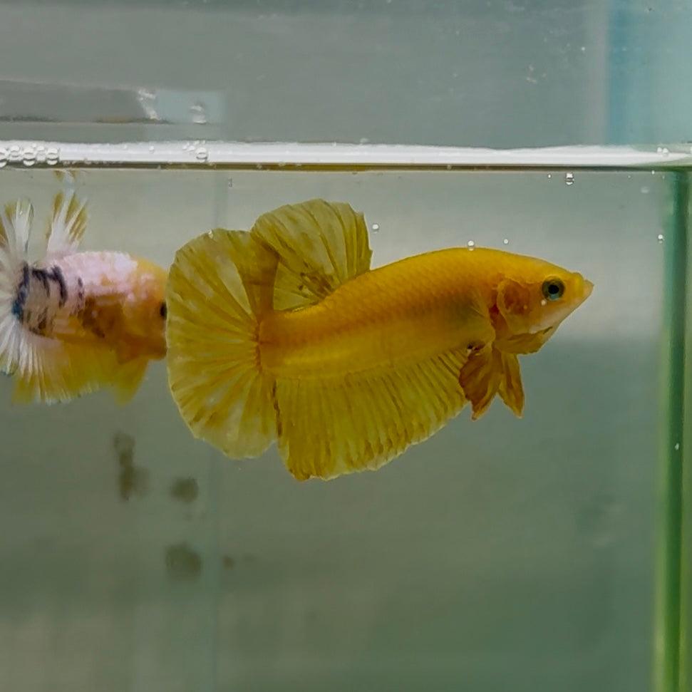 Plakat Super Yellow Male Betta #Oc25