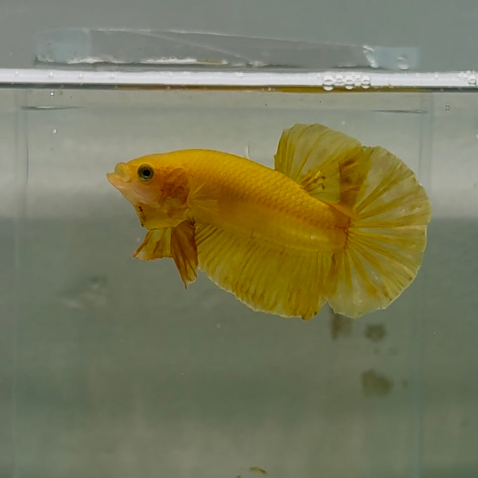 Plakat Super Yellow Male Betta #Oc25