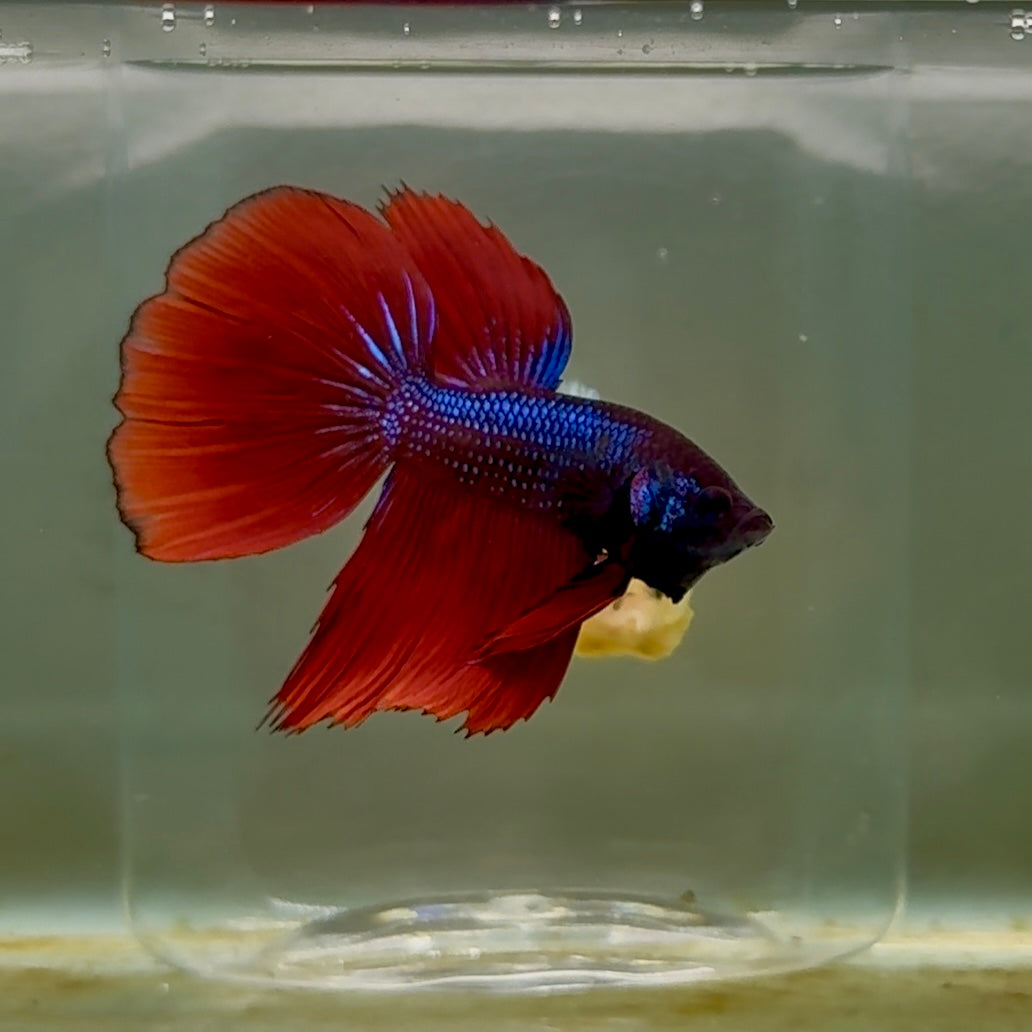 Delta Black Metallic Male Betta #Oc06