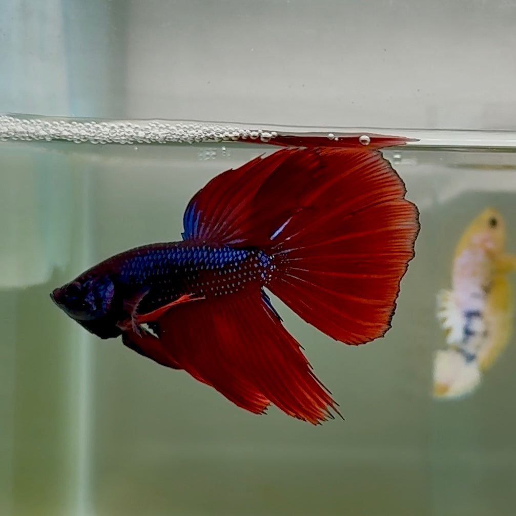 Delta Black Metallic Male Betta #Oc06
