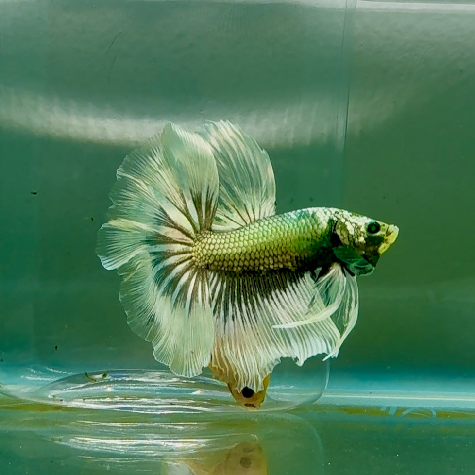 Halfmoon Hulk Copper Green Male Betta #Oc10
