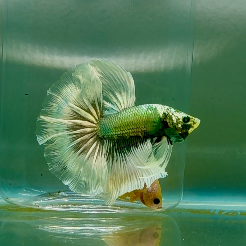 Halfmoon Hulk Copper Green Male Betta #Oc10