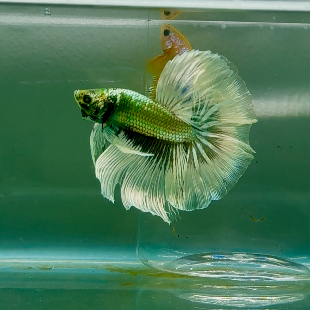 Halfmoon Hulk Copper Green Male Betta #Oc10