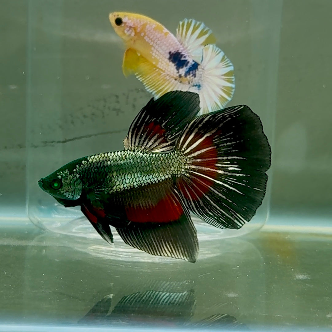 Betta macho Halfmoon Nemo Green Eye #Jul08