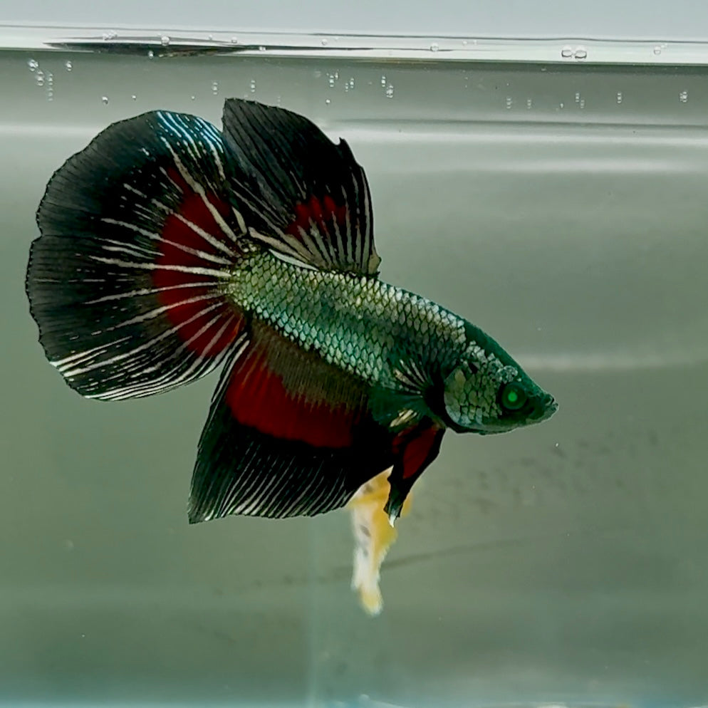 Betta macho Halfmoon Nemo Green Eye #Jul08