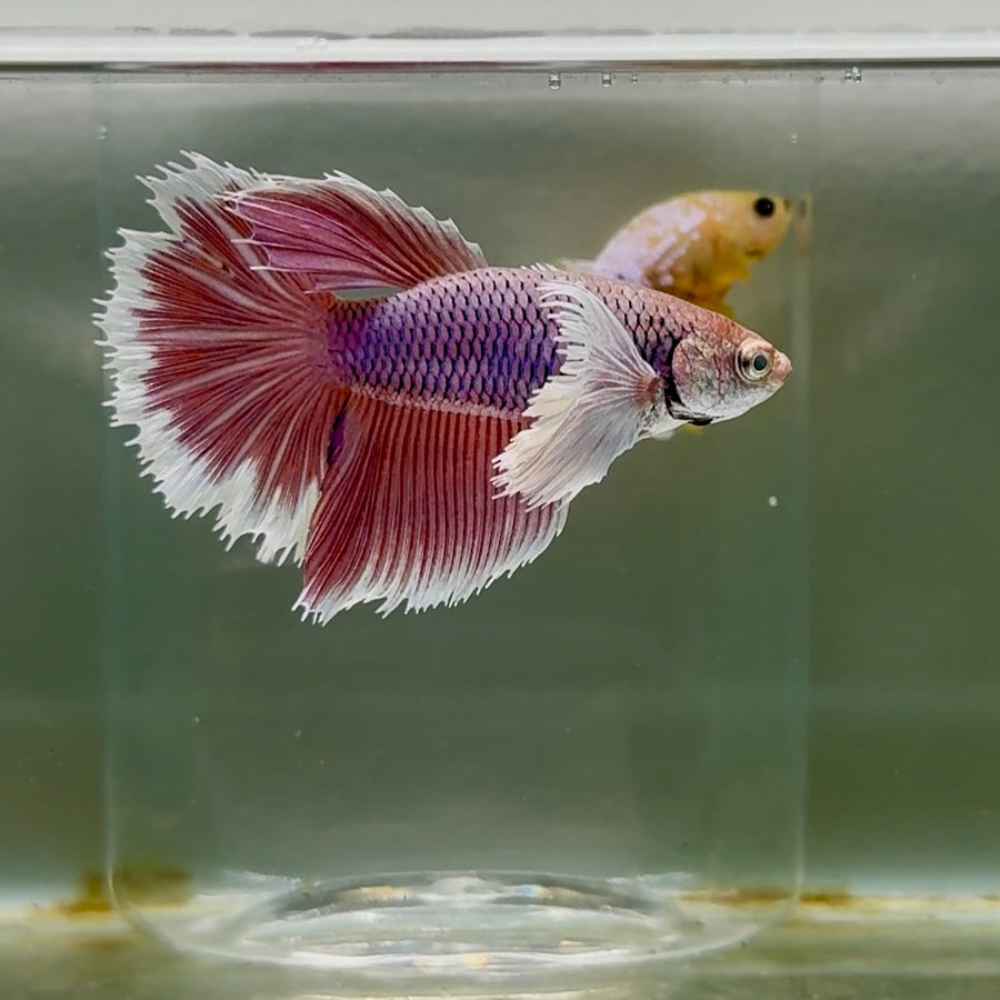 Betta hembra Halfmoon Super White #082