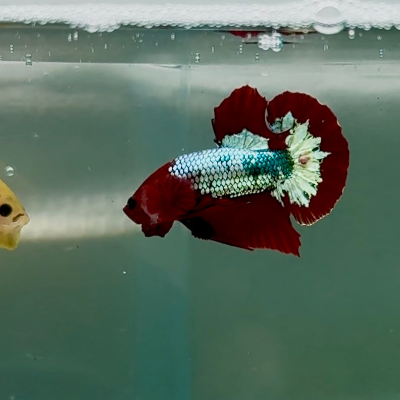 Betta macho Plakat Yellow Fancy Copper #Au58
