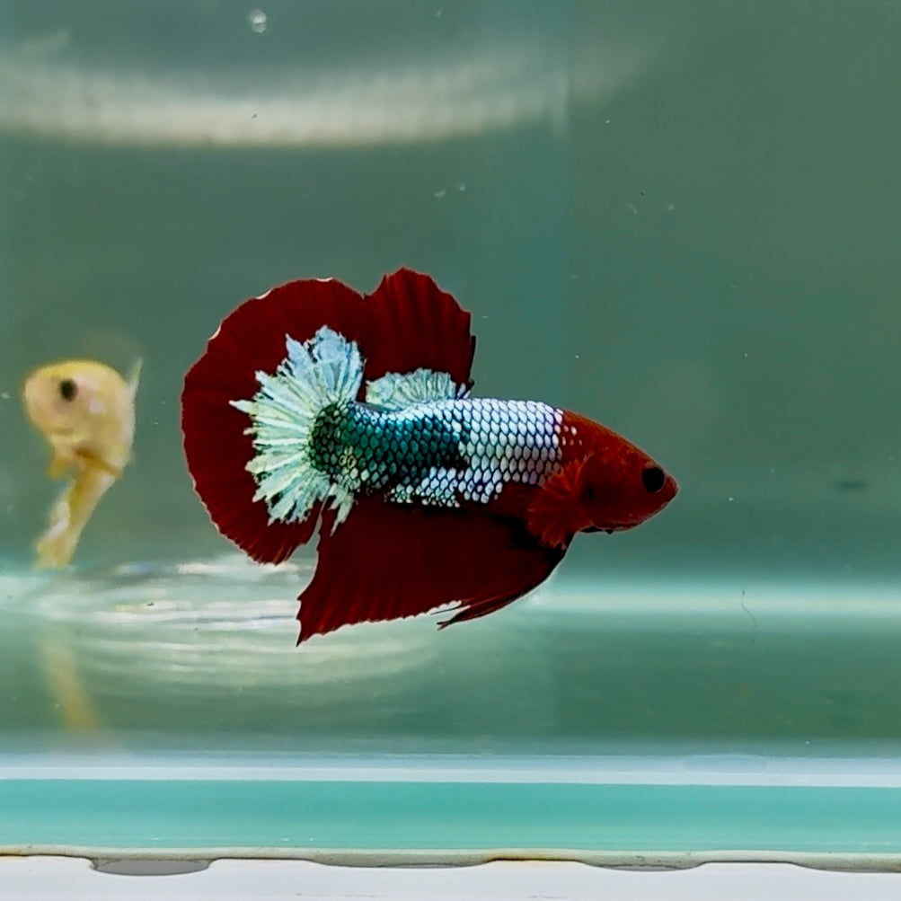 Betta macho Plakat Yellow Fancy Copper #Au58