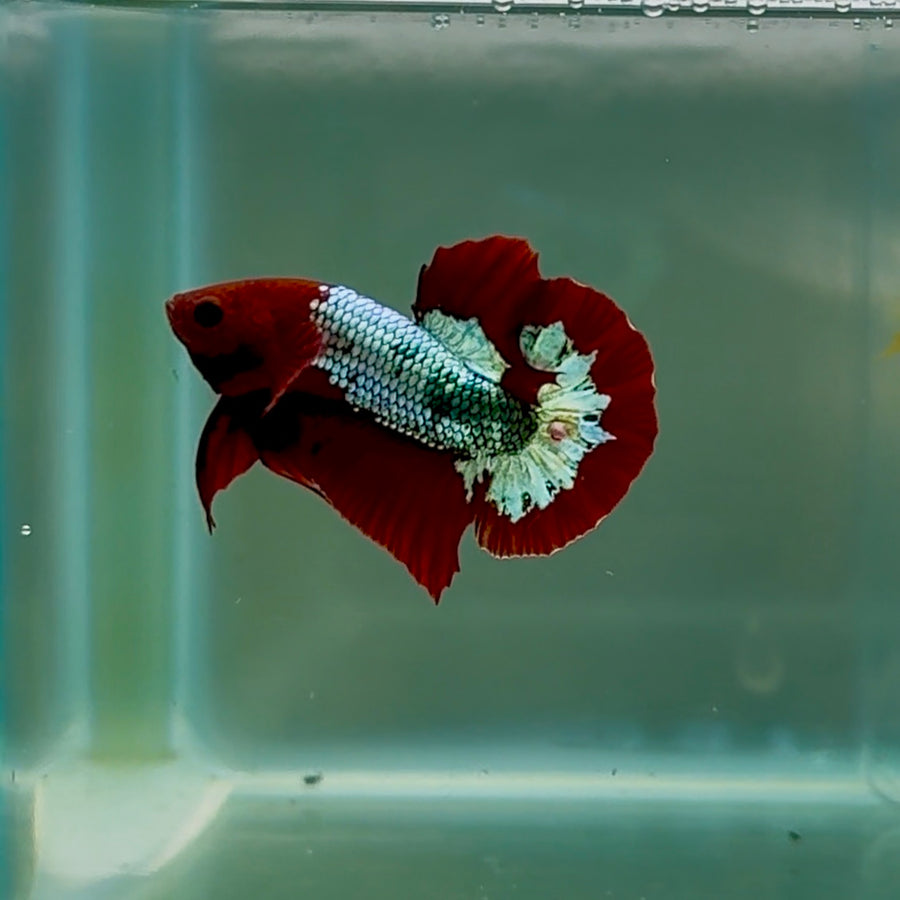 Betta macho Plakat Yellow Fancy Copper #Au58