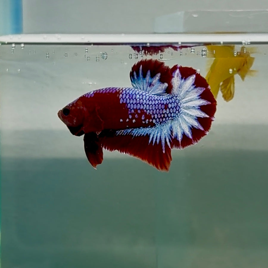 Betta macho Plakat Red Fancy Copper #124