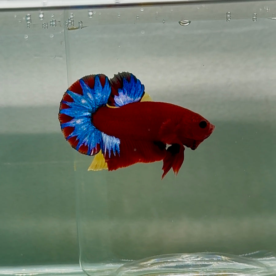 Betta Macho Cobre Galaxia Roja Plakat #jul07