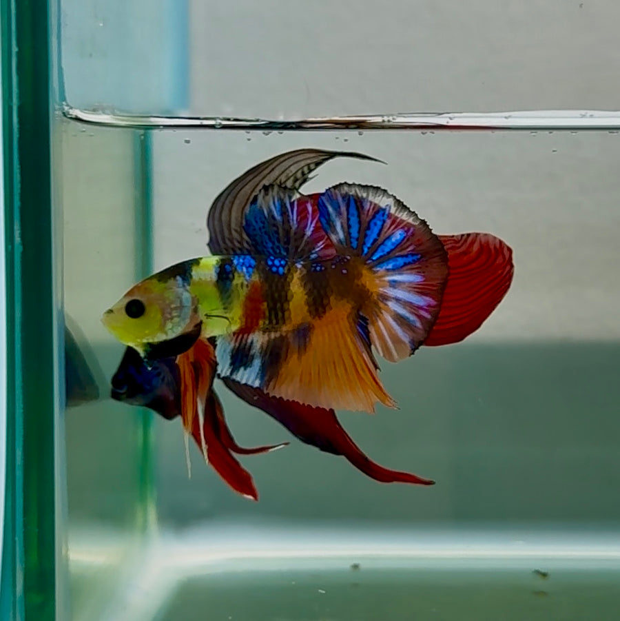Betta Plakat Koi Multicolor Ojo Verde Macho #Au90