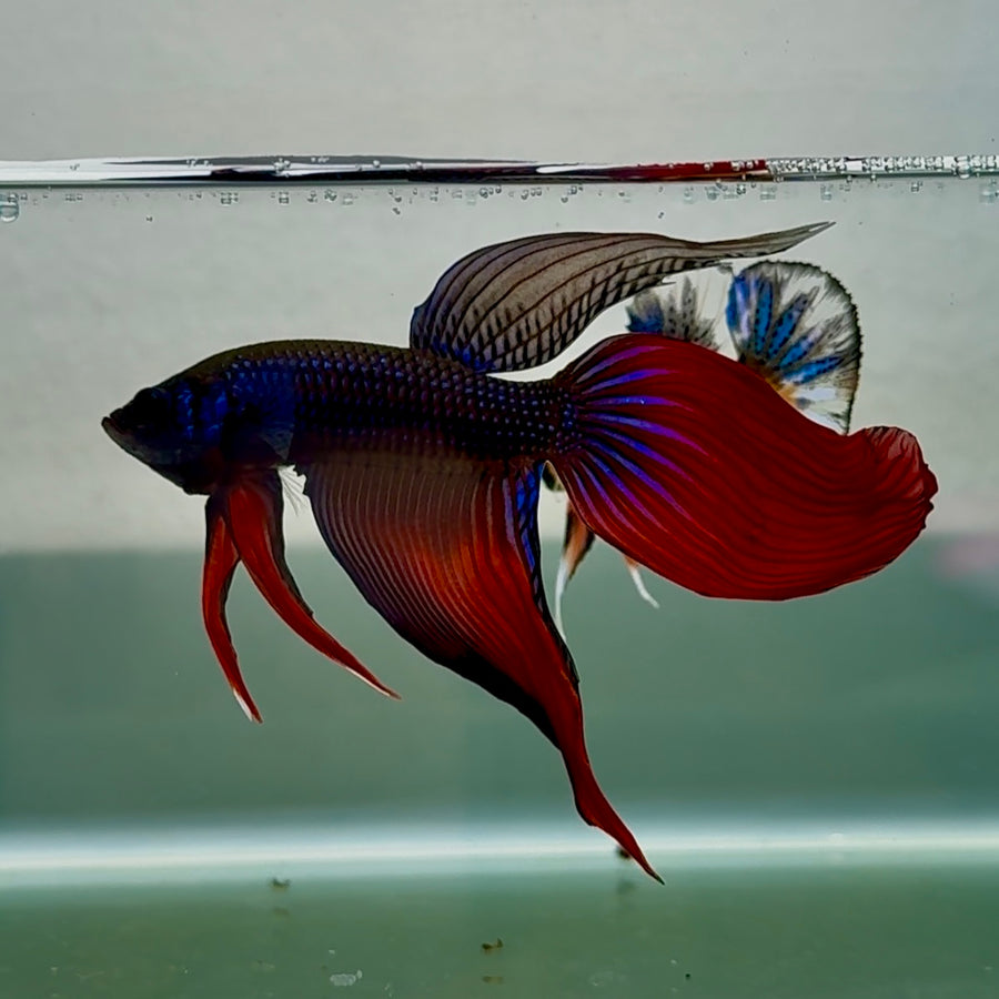 Bettas Macho Imbellis de Cola Larga