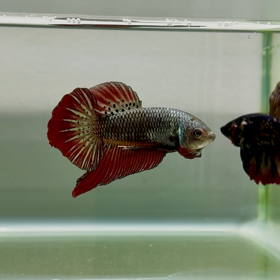 Betta macho Plakat Alien Samurai #Au93