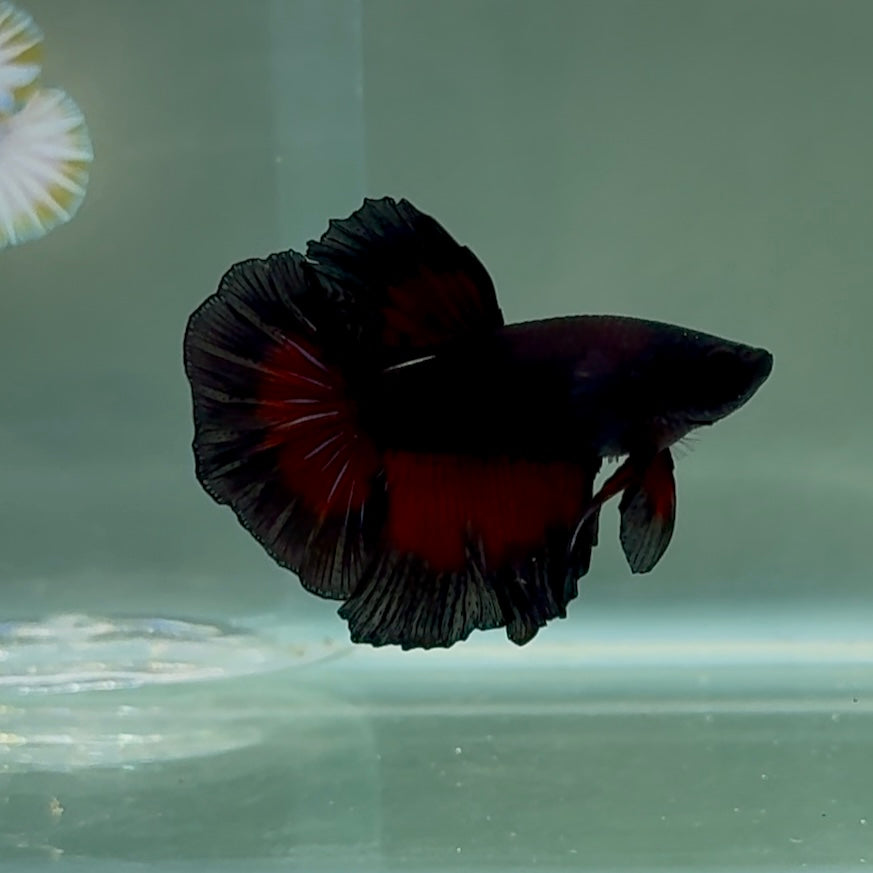Betta macho azul real Halfmoon n.º Au98