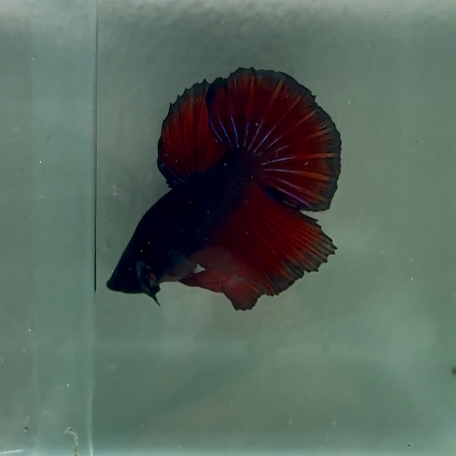 Halfmoon Black Vampire Short Body Male Betta #Oc23