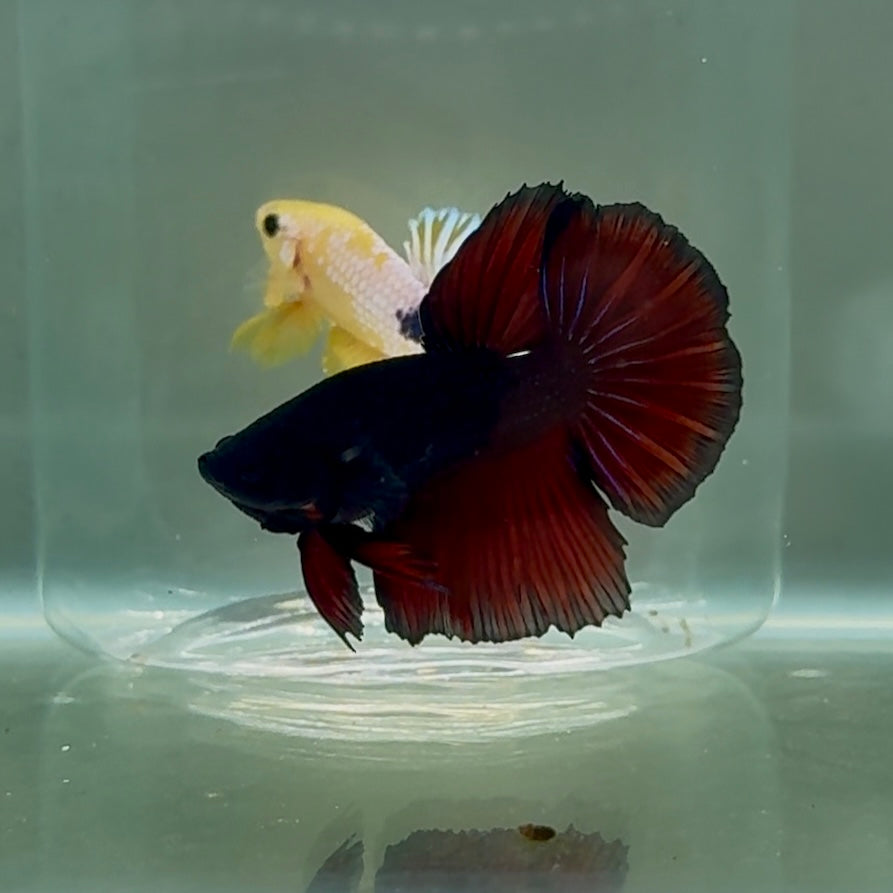 Halfmoon Black Vampire Short Body Male Betta #Oc23