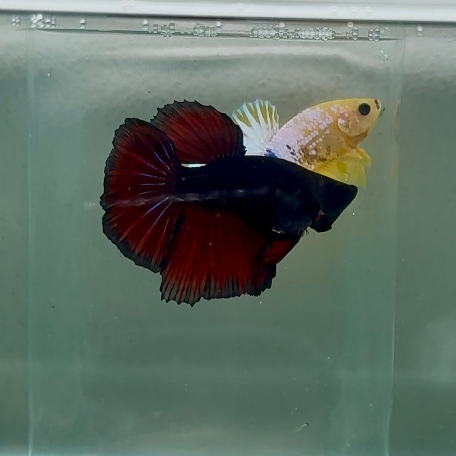 Halfmoon Black Vampire Short Body Male Betta #Oc23