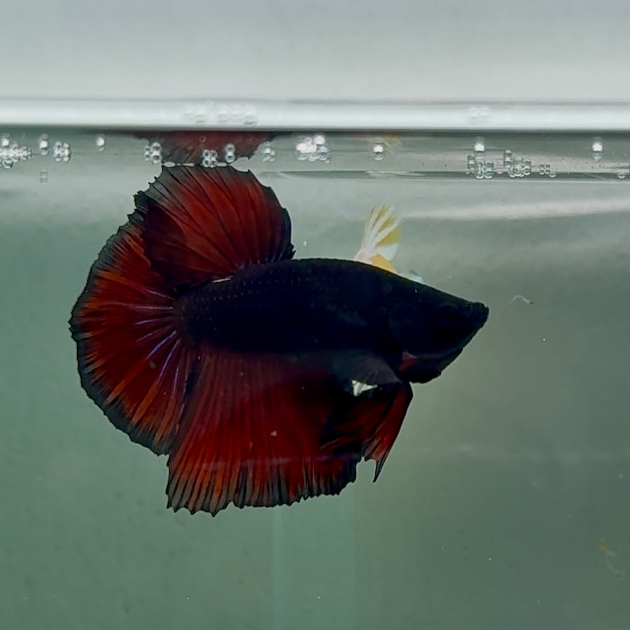 Halfmoon Black Vampire Short Body Male Betta #Oc23
