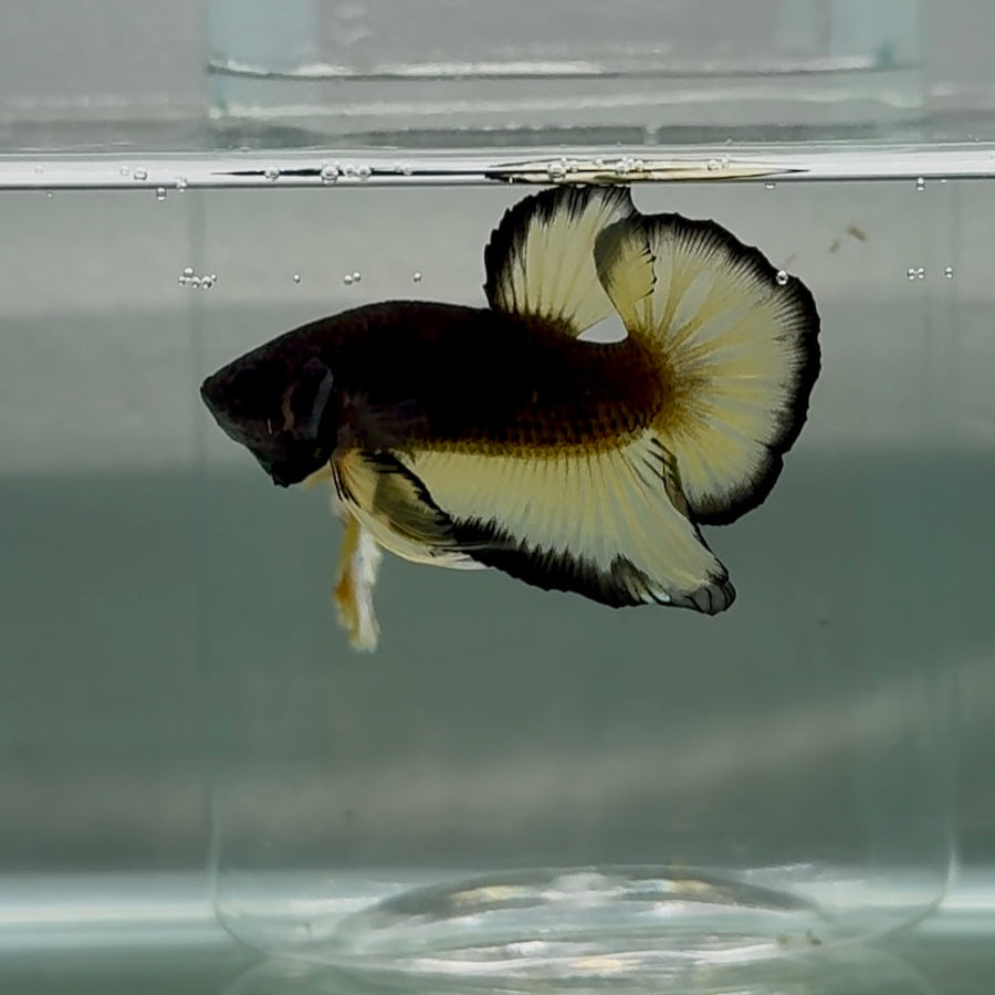 Plakat Red Gold Galaxy Macho Betta #Au33